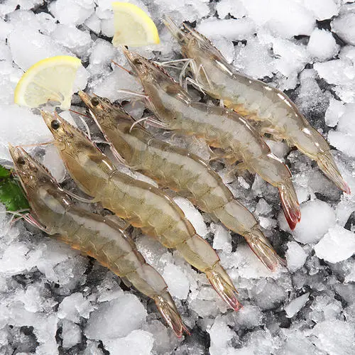 Analysis of the prevention and treatment of shrimp white feces