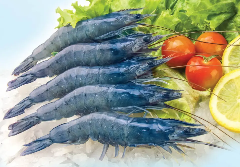 Aquaculture tips : How to promote moulting in shrimp